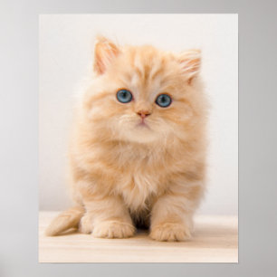 最も可愛い赤ん坊の動物 イギリスのロングヘアの子猫 ポスター
