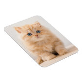 最も可愛い赤ん坊の動物 |イギリスのロングヘアの子猫 マグネット (右側)