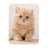 最も可愛い赤ん坊の動物 |イギリスのロングヘアの子猫 マグネット (縦)
