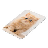 最も可愛い赤ん坊の動物 |イギリスのロングヘアの子猫 マグネット (左側)