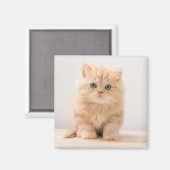 最も可愛い赤ん坊の動物 |イギリスのロングヘアの子猫 マグネット (正面/裏面)