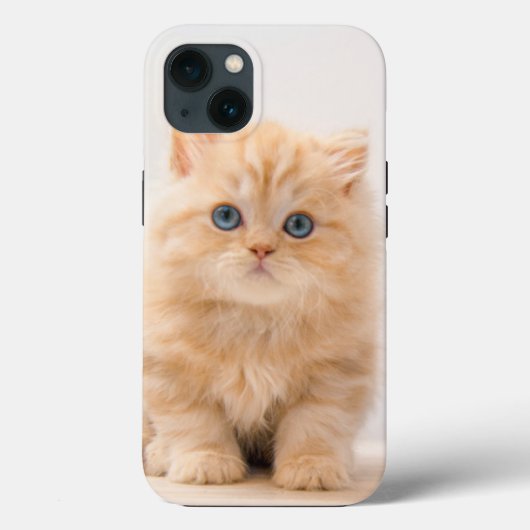 最も可愛い赤ん坊の動物 |イギリスのロングヘアの子猫 Case-Mate iPhoneケース (裏面)