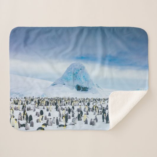 最も可愛い赤ん坊の動物 インペリアルペンギン植民地 シェルパブランケット (正面(横))