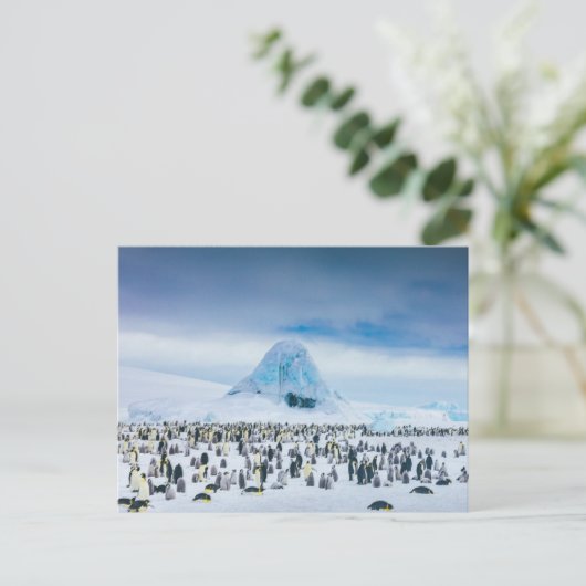 最も可愛い赤ん坊の動物 インペリアルペンギン植民地 ポストカード (スタンド正面)