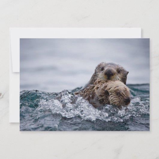 最も可愛い赤ん坊の動物 |オッターベビーとマザー サンキューカード (正面)