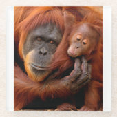 最も可愛い赤ん坊の動物 |オランウータン母とベビー ガラスコースター (正面)