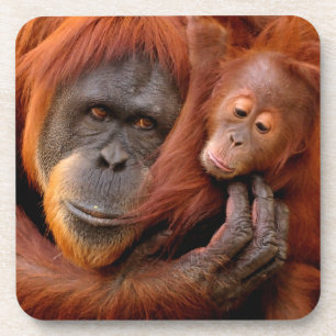 最も可愛い赤ん坊の動物 オランウータン母とベビー コースター