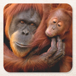 最も可愛い赤ん坊の動物 オランウータン母とベビー スクエアペーパーコースター