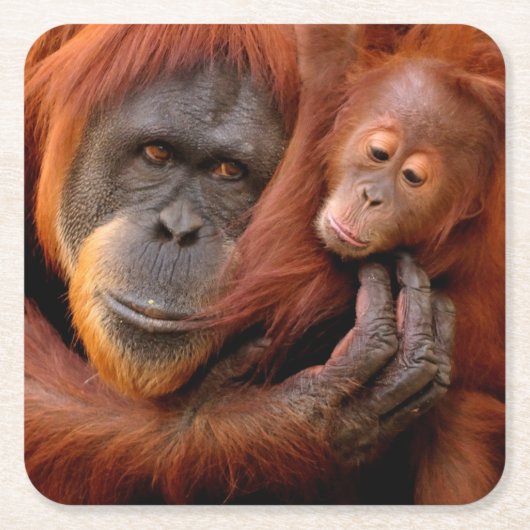 最も可愛い赤ん坊の動物 |オランウータン母とベビー スクエアペーパーコースター (正面)