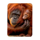 最も可愛い赤ん坊の動物 |オランウータン母とベビー マグネット (縦)