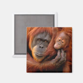 最も可愛い赤ん坊の動物 |オランウータン母とベビー マグネット (正面/裏面)