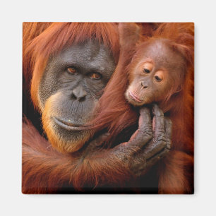 最も可愛い赤ん坊の動物 オランウータン母とベビー マグネット