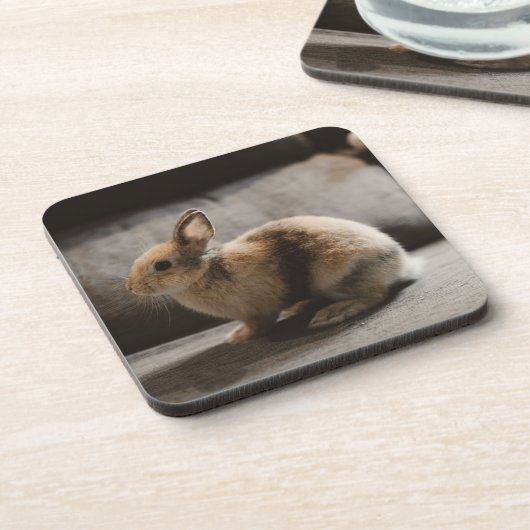 最も可愛い赤ん坊の動物 |オランダ矮小ウサギ コースター (左側)