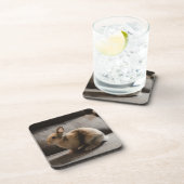 最も可愛い赤ん坊の動物 |オランダ矮小ウサギ コースター (右側)