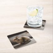 最も可愛い赤ん坊の動物 |オランダ矮小ウサギ スクエアペーパーコースター (インサイチュ)