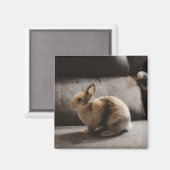 最も可愛い赤ん坊の動物 |オランダ矮小ウサギ マグネット (正面/裏面)