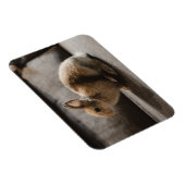 最も可愛い赤ん坊の動物 |オランダ矮小ウサギ マグネット (右側)