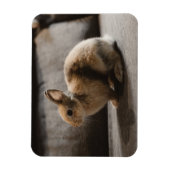 最も可愛い赤ん坊の動物 |オランダ矮小ウサギ マグネット (縦)