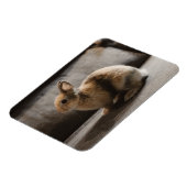 最も可愛い赤ん坊の動物 |オランダ矮小ウサギ マグネット (左側)