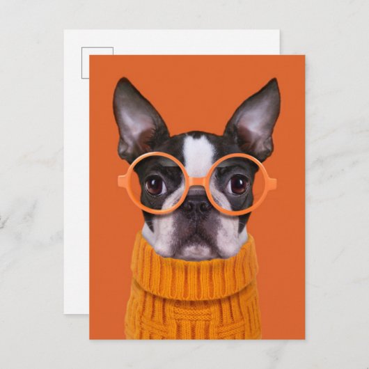 最も可愛い赤ん坊の動物 |オレンジボストンテリア ポストカード (正面/裏面)