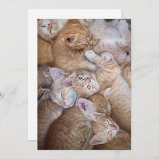 最も可愛い赤ん坊の動物 |オレンジ色の子猫パイル サンキューカード (正面/裏面)