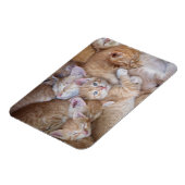 最も可愛い赤ん坊の動物 |オレンジ色の子猫パイル マグネット (左側)