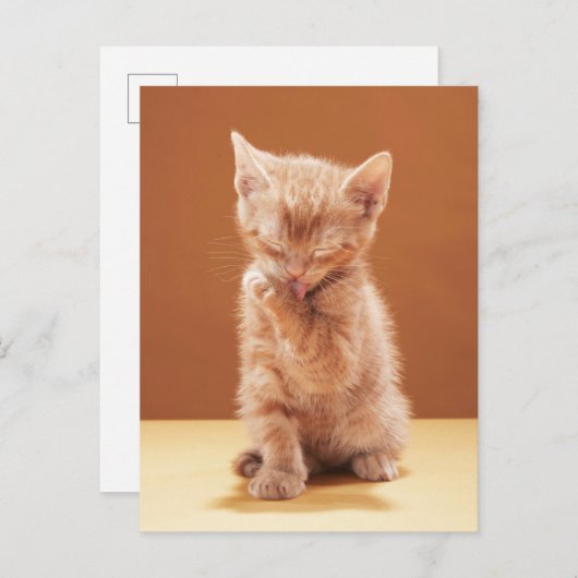 最も可愛い赤ん坊の動物 |オレンジ虎猫子猫 ポストカード (正面/裏面)