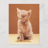 最も可愛い赤ん坊の動物 |オレンジ虎猫子猫 ポストカード (正面)