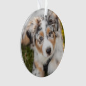 最も可愛い赤ん坊の動物 |オーストラリアの羊飼い犬 オーナメント (正面)