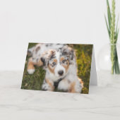 最も可愛い赤ん坊の動物 |オーストラリアの羊飼い犬 カード (正面)