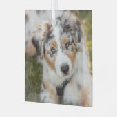 最も可愛い赤ん坊の動物 |オーストラリアの羊飼い犬 ガラスオーナメント (正面左)