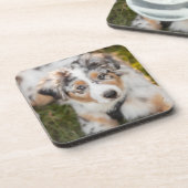 最も可愛い赤ん坊の動物 |オーストラリアの羊飼い犬 コースター (左側)