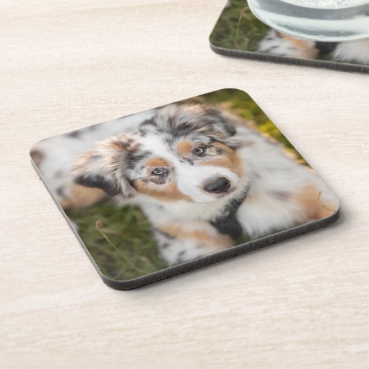 最も可愛い赤ん坊の動物 |オーストラリアの羊飼い犬 コースター (左側)