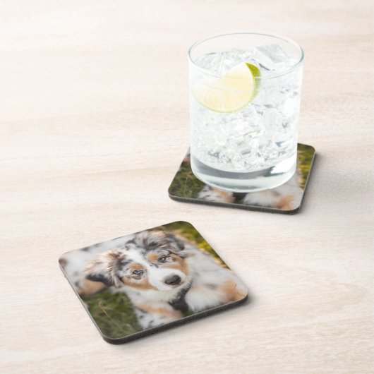 最も可愛い赤ん坊の動物 |オーストラリアの羊飼い犬 コースター (右側)