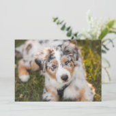 最も可愛い赤ん坊の動物 |オーストラリアの羊飼い犬 サンキューカード (スタンド正面)