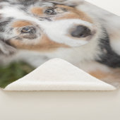 最も可愛い赤ん坊の動物 |オーストラリアの羊飼い犬 シェルパブランケット (3/4)