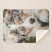 最も可愛い赤ん坊の動物 |オーストラリアの羊飼い犬 シェルパブランケット (正面(横))