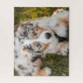 最も可愛い赤ん坊の動物 |オーストラリアの羊飼い犬 ジグソーパズル (縦)