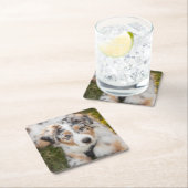 最も可愛い赤ん坊の動物 |オーストラリアの羊飼い犬 スクエアペーパーコースター (インサイチュ)