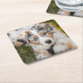 最も可愛い赤ん坊の動物 |オーストラリアの羊飼い犬 スクエアペーパーコースター (アングル)