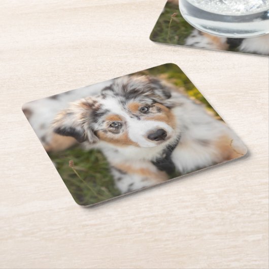 最も可愛い赤ん坊の動物 |オーストラリアの羊飼い犬 スクエアペーパーコースター (アングル)