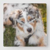 最も可愛い赤ん坊の動物 |オーストラリアの羊飼い犬 スクエア壁時計 (正面)