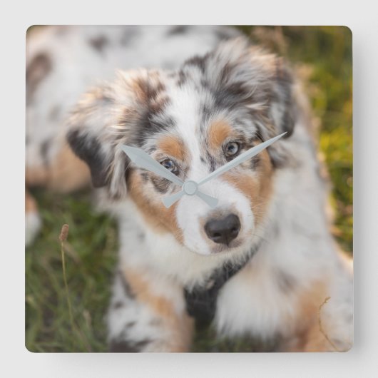 最も可愛い赤ん坊の動物 |オーストラリアの羊飼い犬 スクエア壁時計 (正面)