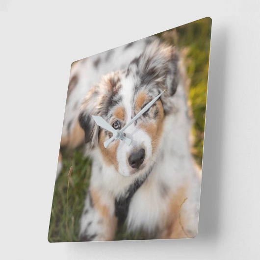 最も可愛い赤ん坊の動物 |オーストラリアの羊飼い犬 スクエア壁時計 (傾斜)