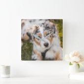 最も可愛い赤ん坊の動物 |オーストラリアの羊飼い犬 スクエア壁時計 (ホーム)