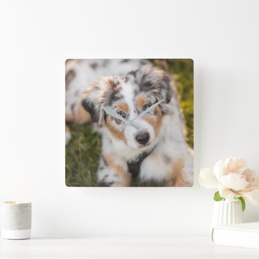 最も可愛い赤ん坊の動物 |オーストラリアの羊飼い犬 スクエア壁時計 (ホーム)