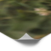 最も可愛い赤ん坊の動物 |オーストラリアの羊飼い犬 ポスター (角)