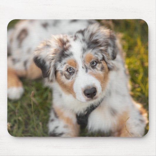 最も可愛い赤ん坊の動物 |オーストラリアの羊飼い犬 マウスパッド (正面)
