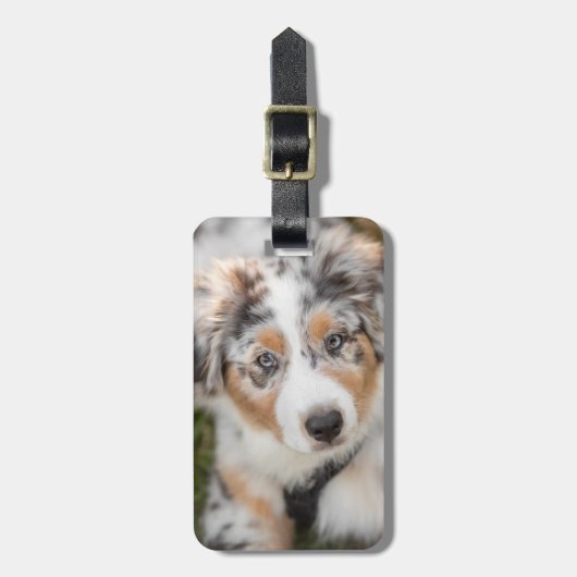 最も可愛い赤ん坊の動物 |オーストラリアの羊飼い犬 ラゲッジタグ (正面縦)