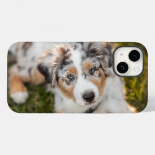 最も可愛い赤ん坊の動物 オーストラリアの羊飼い犬 Case-Mate iPhone 14ケース